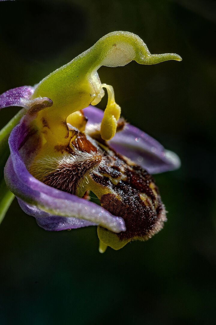 Orchidée abeille